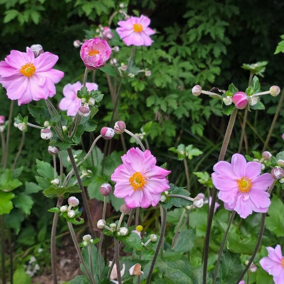 Meet your Posher, Michelle - Picture 1 of 1